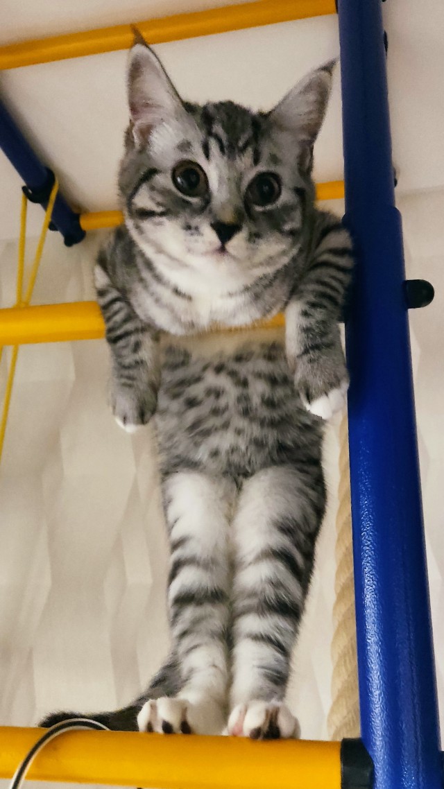 Всех с котовторником