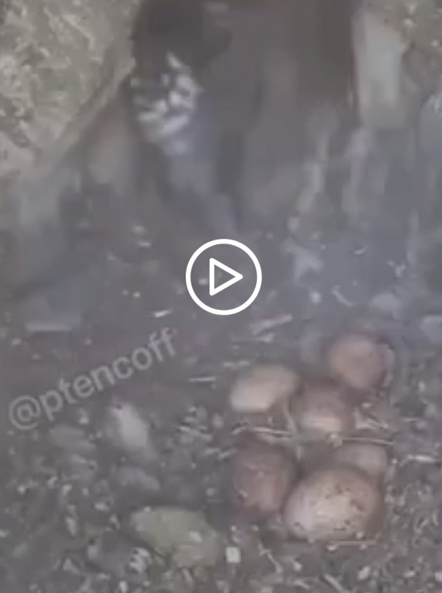 В мире животных !