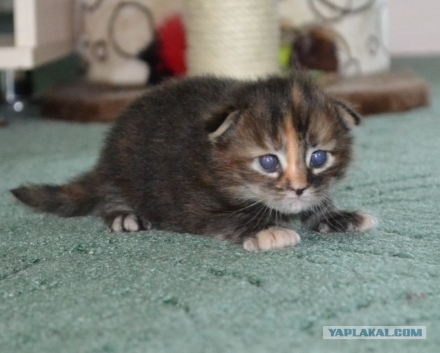 Котовторник 21.05.2013