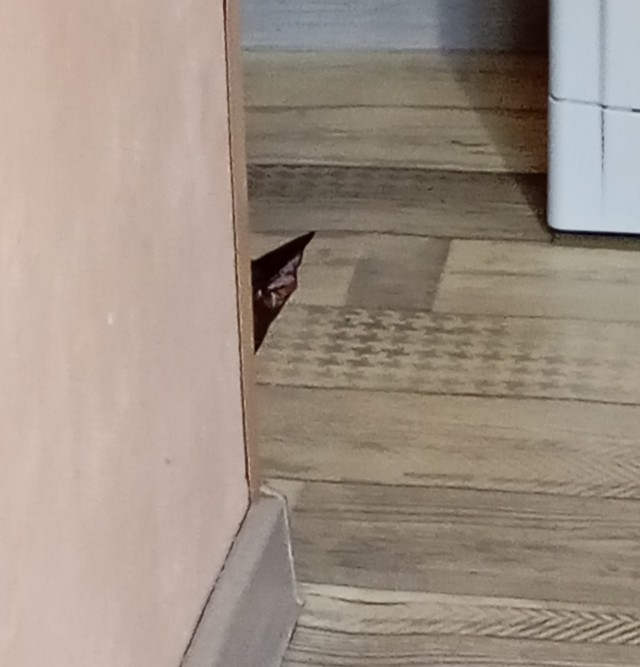 Котовторник в картинках