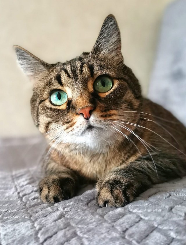 Котовторник же!
