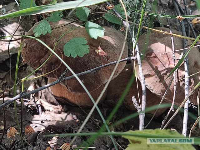 Расчехляем фотоальбомы. Лето 2024