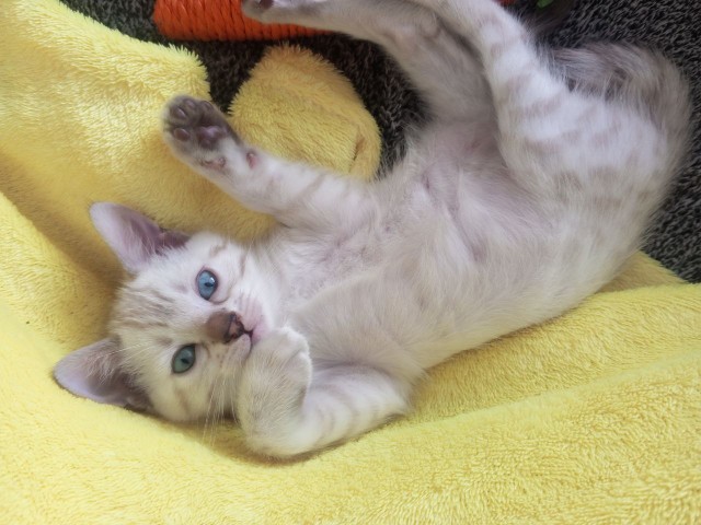 С Котовторником!