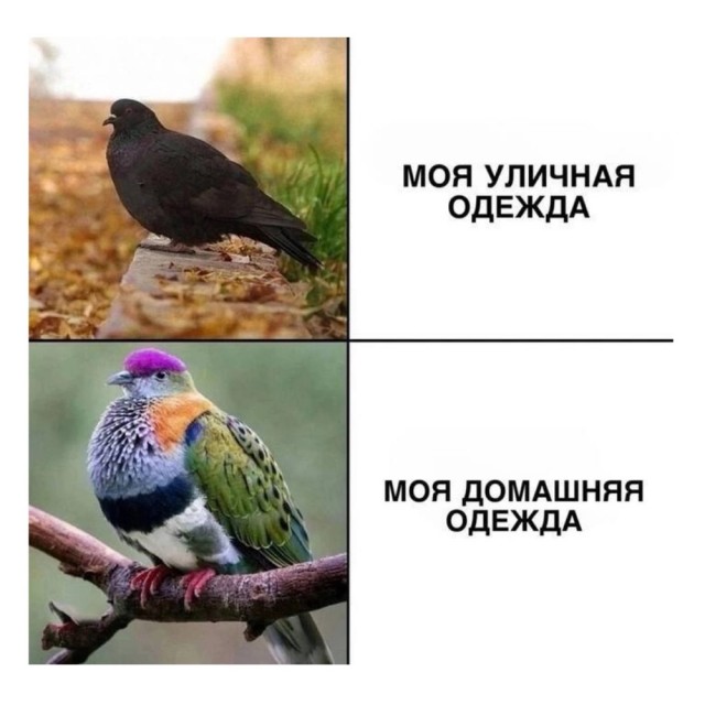 Веселые картинки к понедельнику (18.11)