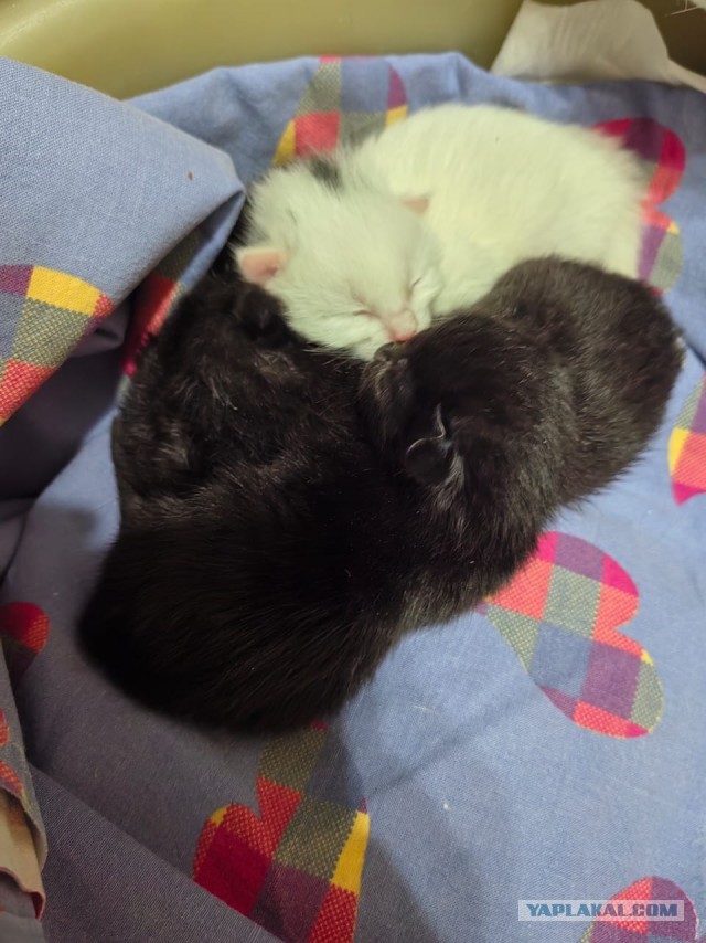 Как спасти котят?