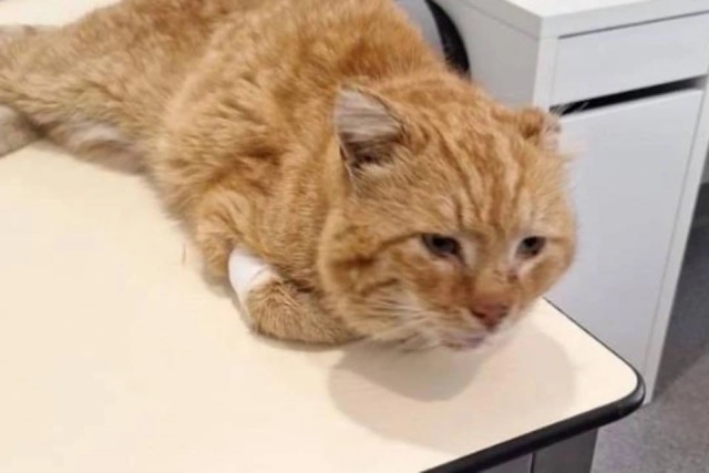 Коту, который семь лет приходил на могилу хозяина, нашли новый дом