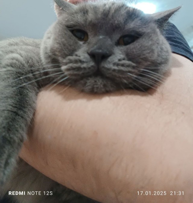 Коты, которые смирились со своей участью