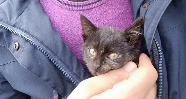 Котята познают мир