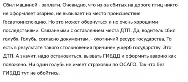 Голубь камикадзе
