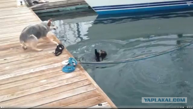 Собака пытается поймать бобра
