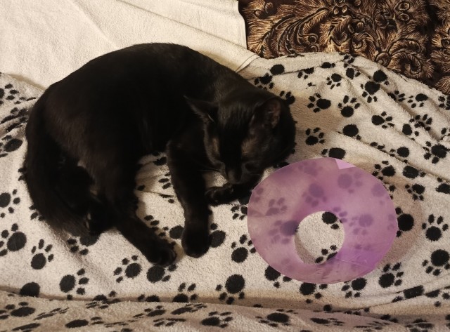 Воротник для кота