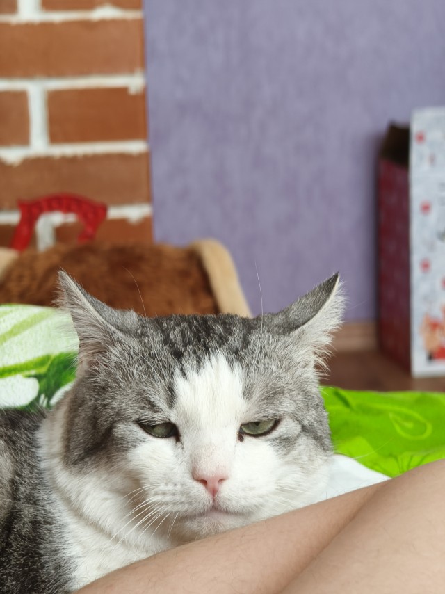 Котовторник 24.02