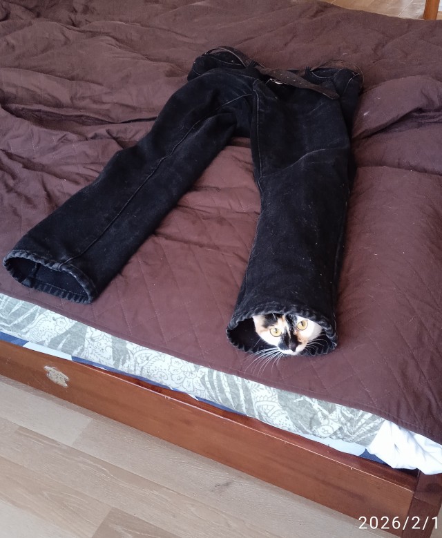 К-котовторник.