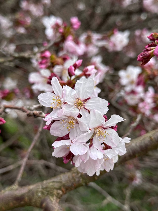 В ботаническом саду Петра Великого (СПб) расцветает сакура