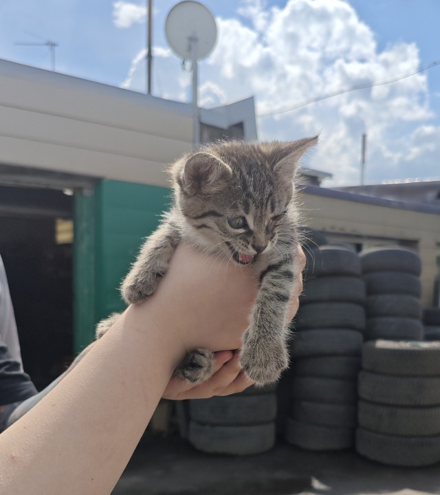 На каком пробеге кота менять надо?