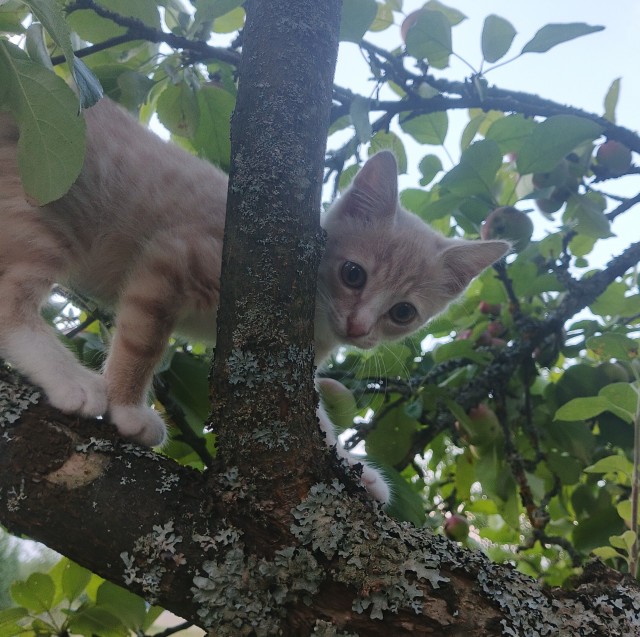 Котёнок-путешественник: от дороги к домашнему уюту