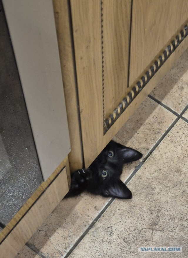 Котовторник