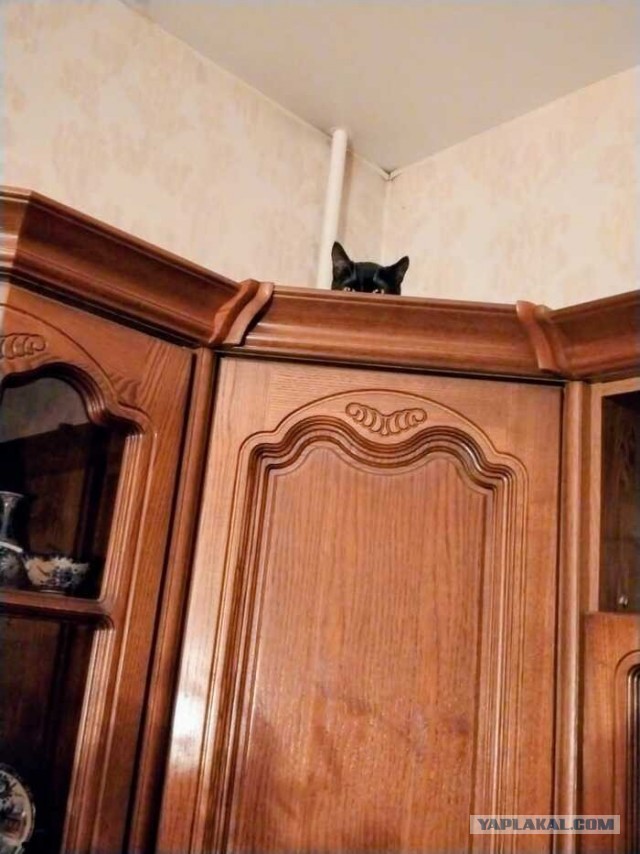 Котовтоник еще не закончился?