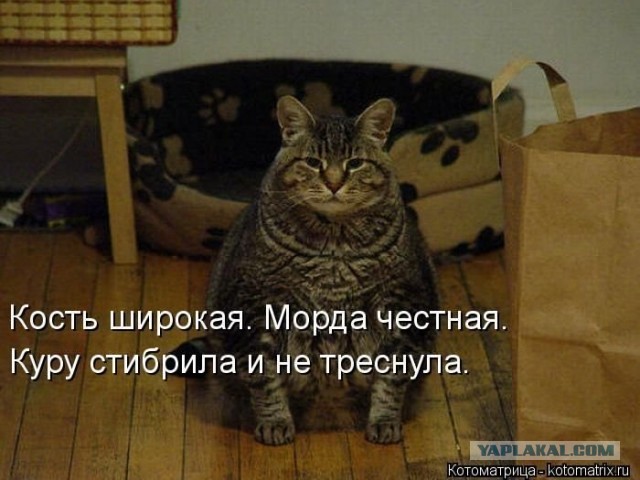 Отжала мишку