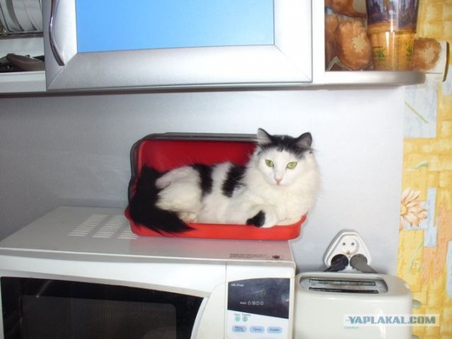 Наглая кошка