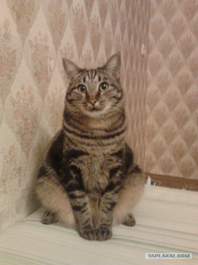 Котовторник 01.04.2014