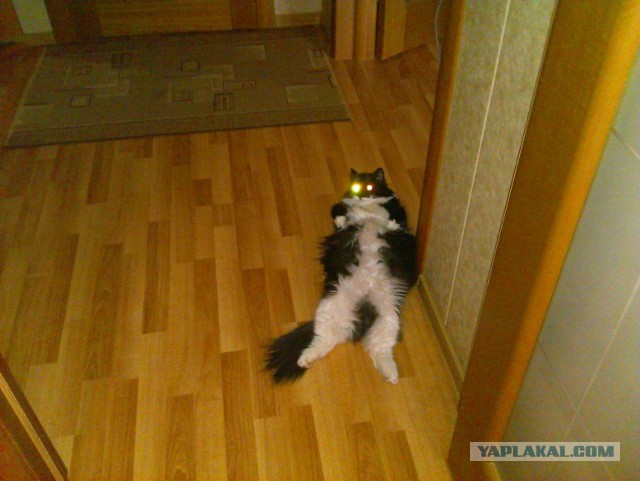 Котовторник 12.08.2014