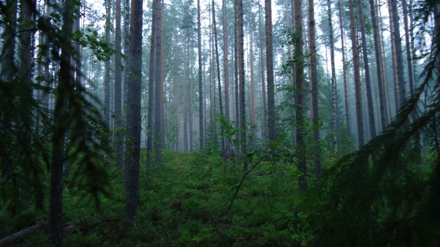 Черника 20.07.11