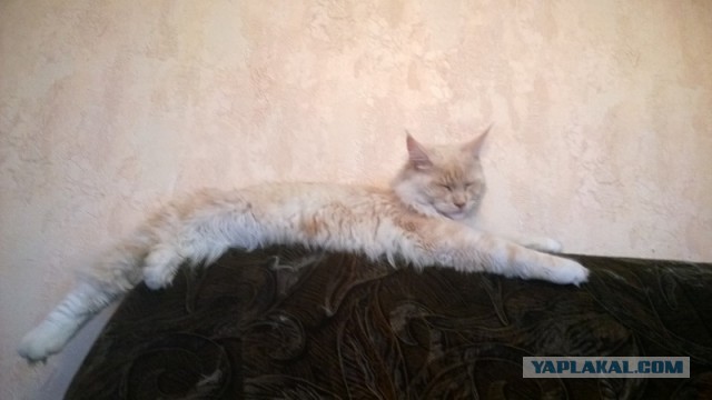 Котовторник 16.09.14
