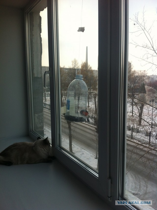 Котовторник 11.11.2014