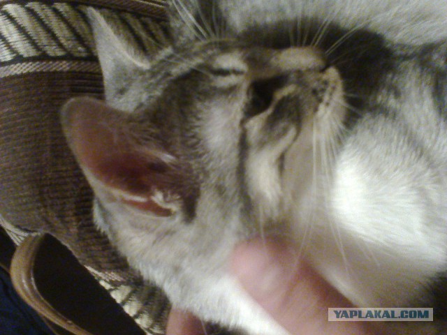 Котовторник 27.01.2015