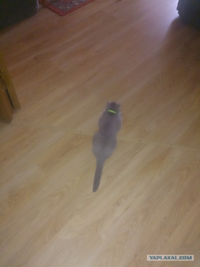 Котовторник