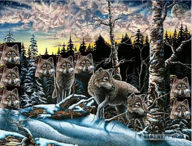 На картинке десять волков
