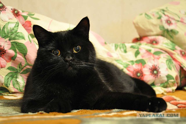 Котовторник 28.04.2015