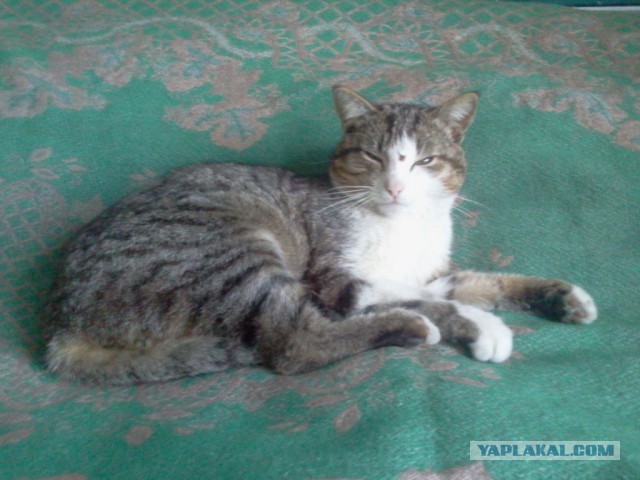 Котовторник 12.05.2015