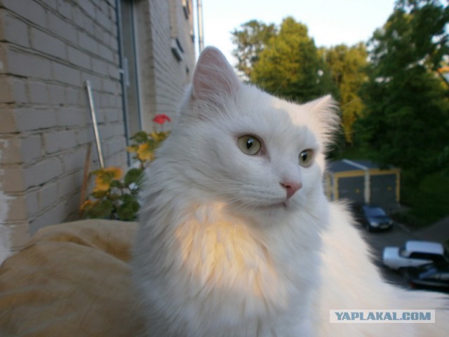 Котовторник 03.11.2015