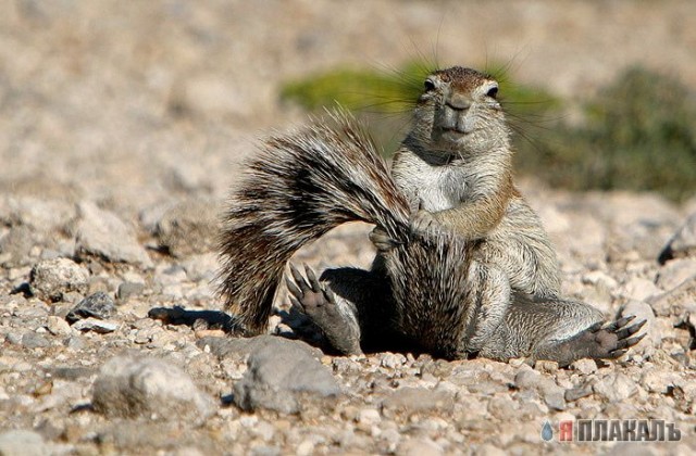 Прикольное зверье