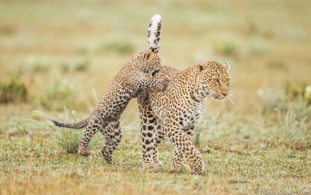 Леопардик Поли