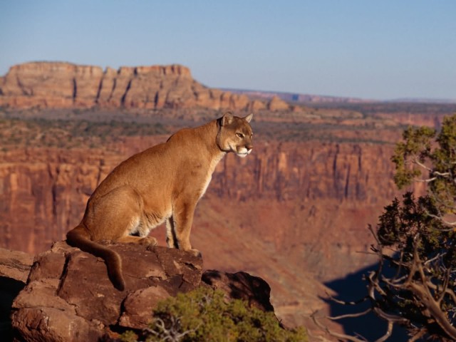 Большие коты!