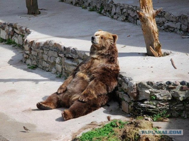 35 фотографий животных, глядя на которые невозможно не улыбнуться