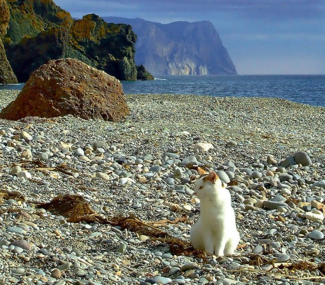 Морские котики