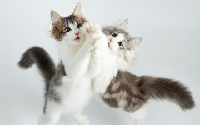 Коты из сети
