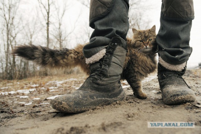 «Он же провокатор». Как воронежский кот участвует в дрессировке собак