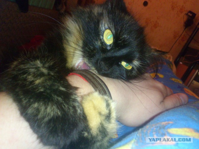 Вот так я играю с котиком