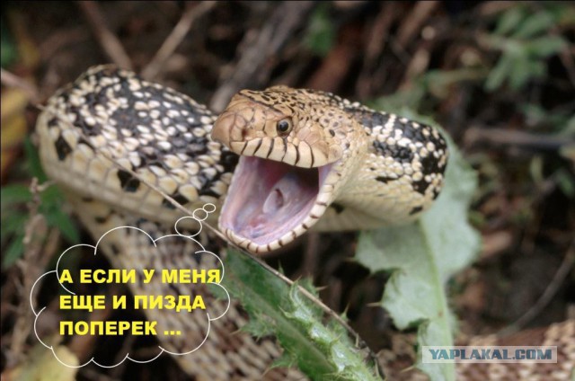 Как различать ядовитых и неядовитых змей