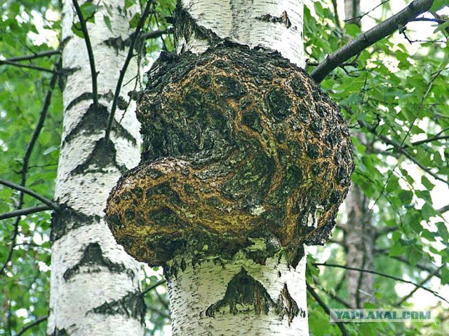 Кап и сувель.