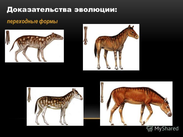 Спорные вопросы эволюции