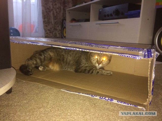 Котовторник 12.12.2017