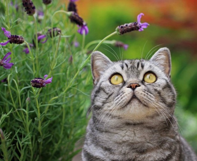Немного милоты