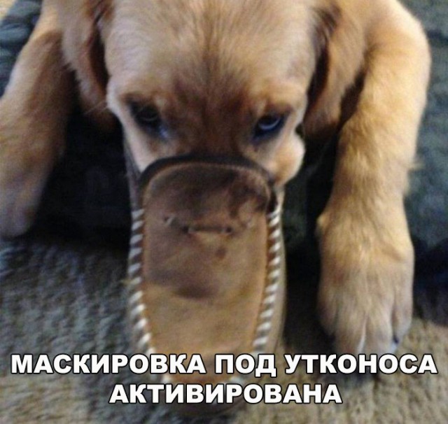 Нестандартный юмор
