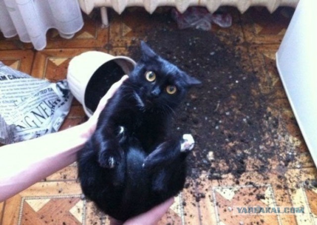 Немного милоты